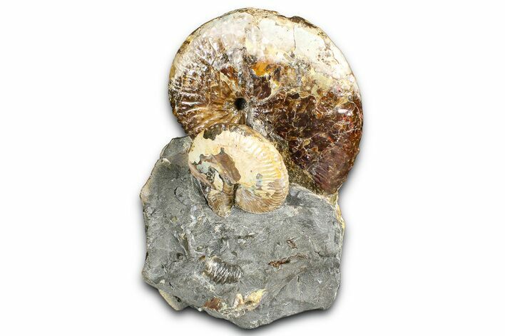 Cretaceous Fossil Ammonite (Discoscaphites) Cluster - South Dakota #362048